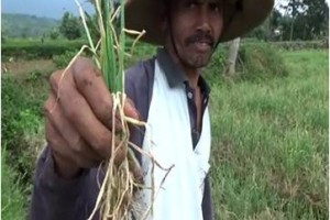Salah seorang petani bawang menunjukan tanaman bawangnya yang rusak akibat cuaca buruk.